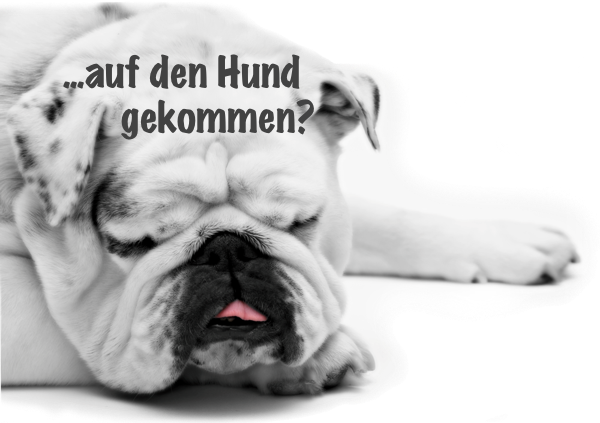 auf den Hund gekommen - demotiviert, frustriert von der erfolglosen Jobsuche